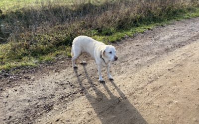 The Dog